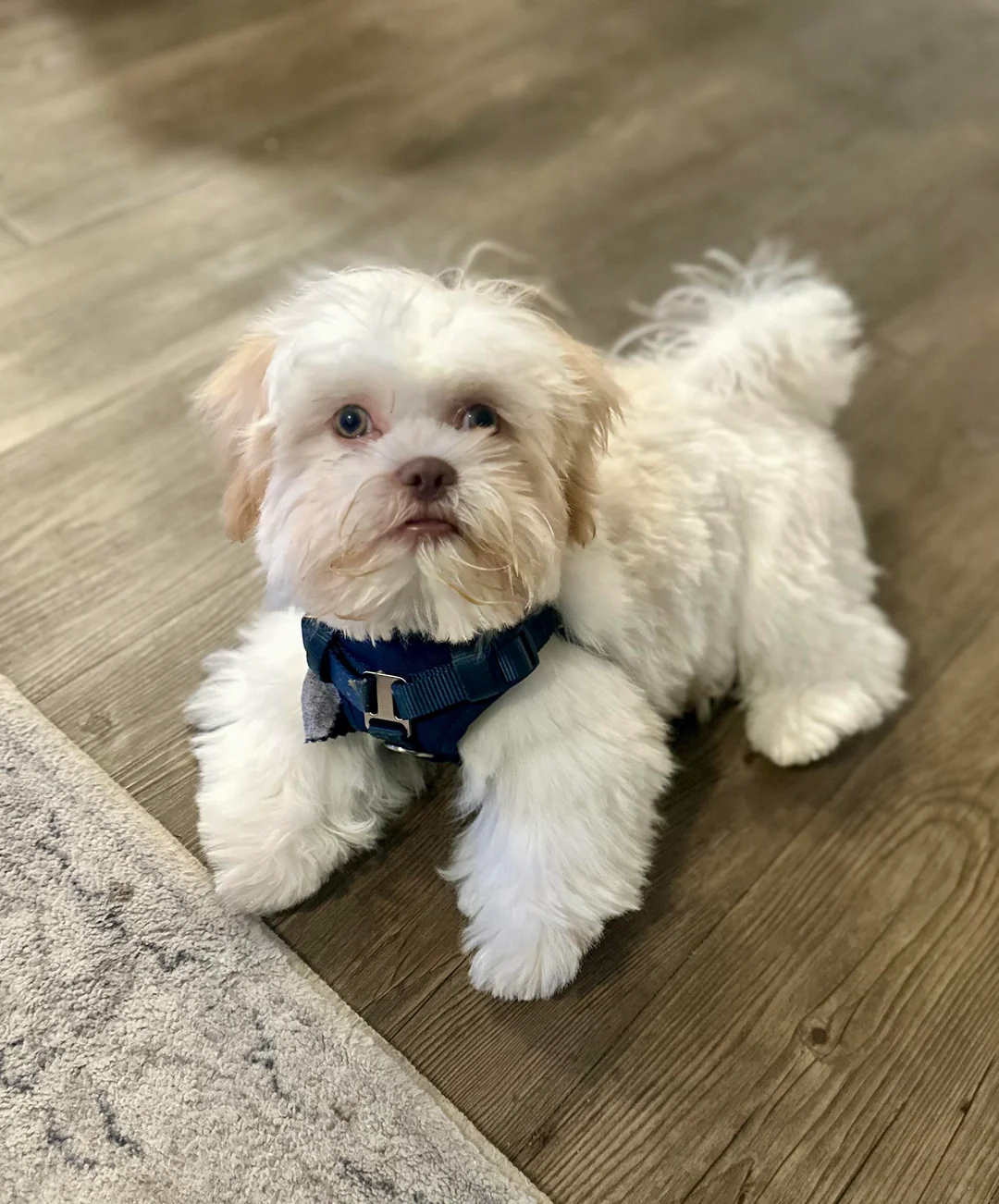 Founders of Pawsom Shih Tzus