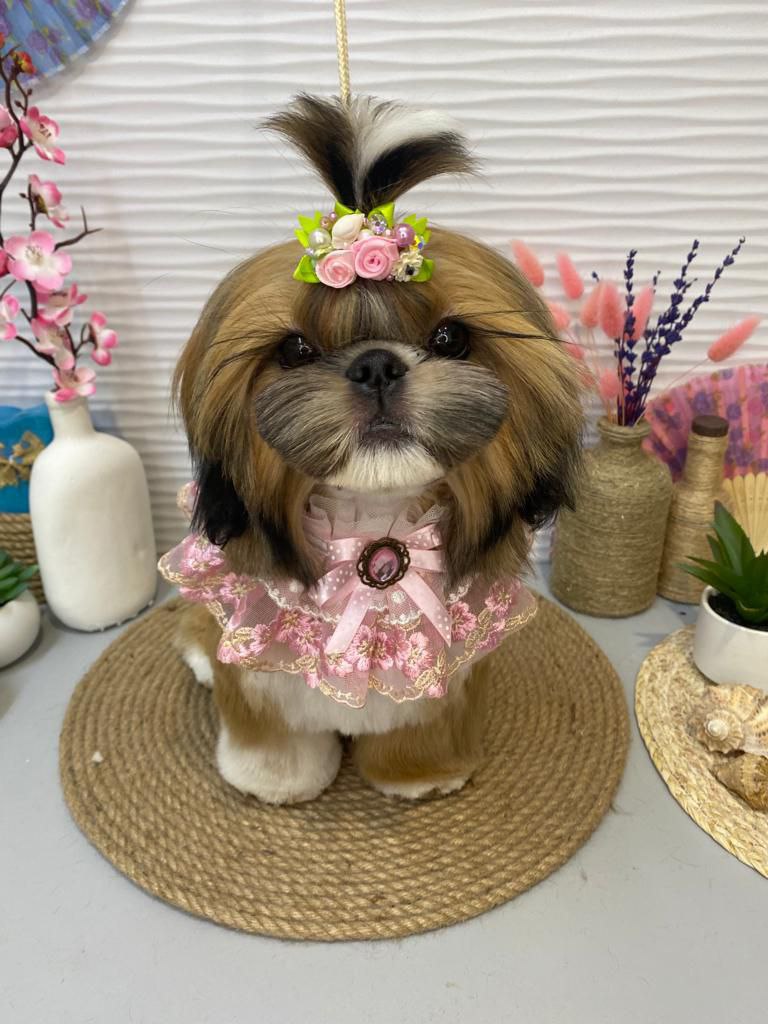 Nationwide Puppy Delivery