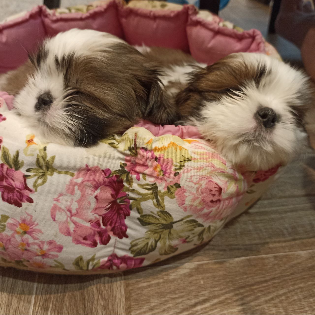 Health Guarantee at Pawsom Shih Tzus