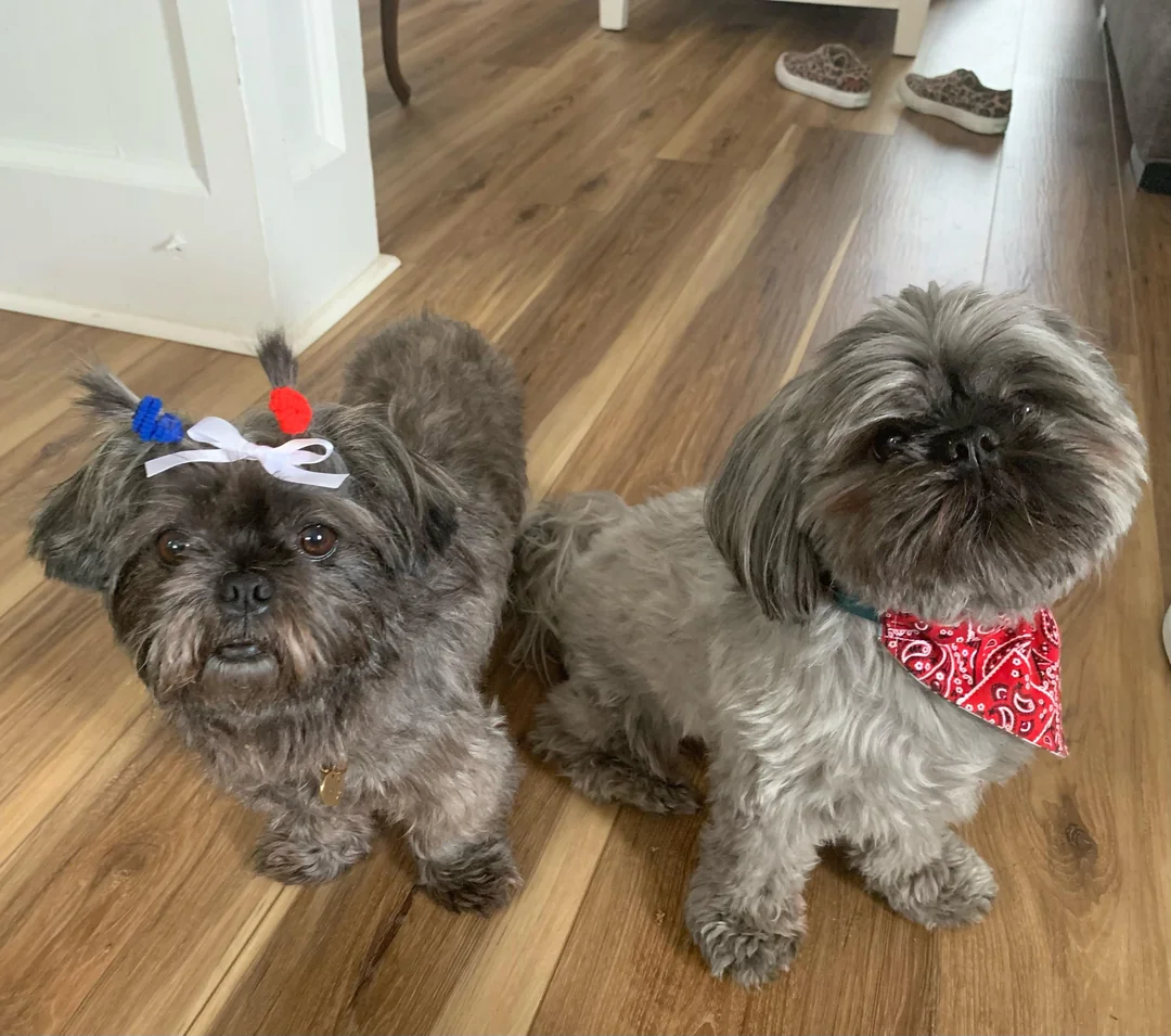 Pawsom Shih Tzus Breeding Philosophy