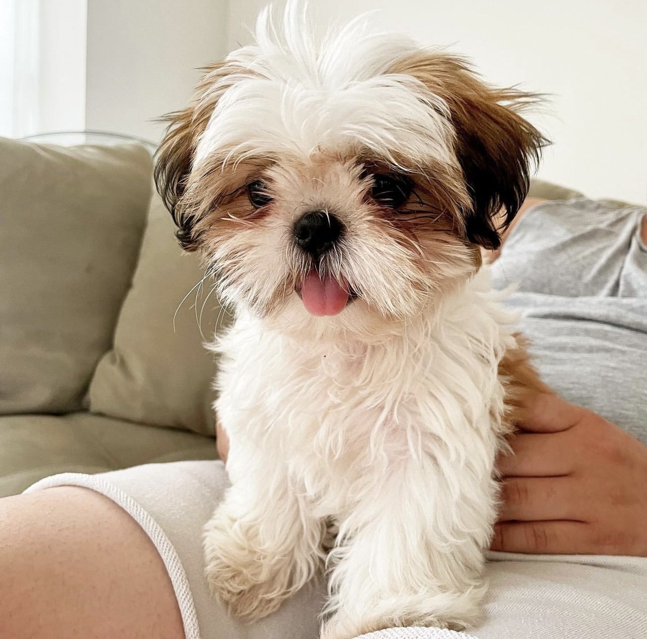 Nina, 11-week-old female Shih Tzus puppy