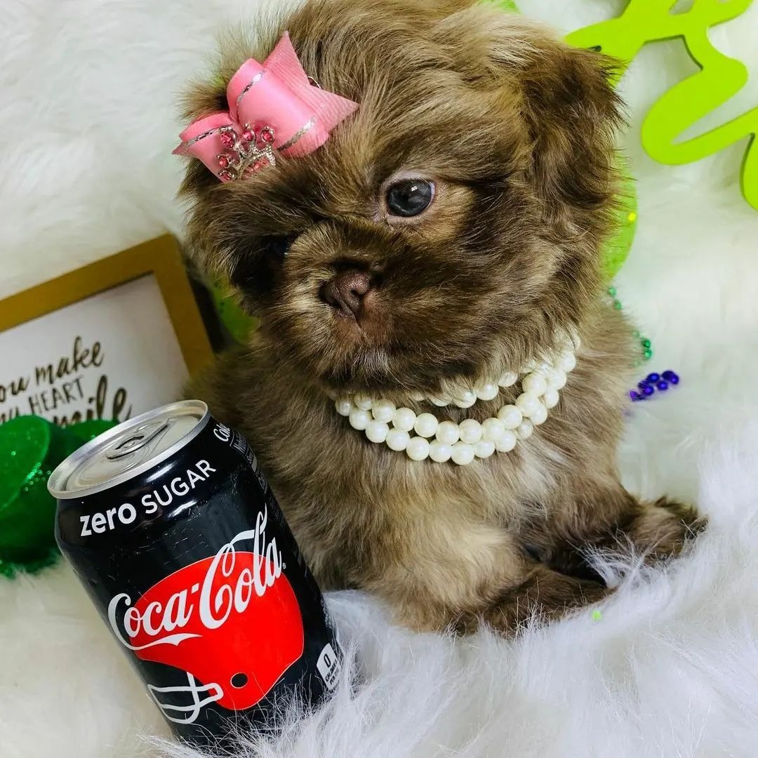 Prince, 11-week-old male Shih Tzus puppy